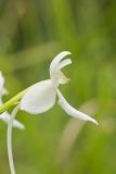 White Fringeless Orchid, Platanthera integrilabia