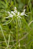 White Fringeless Orchid, Platanthera integrilabia