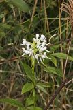 White Fringeless Orchid, Platanthera integrilabia