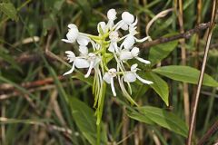 White Fringeless Orchid