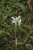 White Fringeless Orchid, Platanthera integrilabia