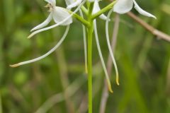 White Fringeless Orchid, Platanthera integrilabia