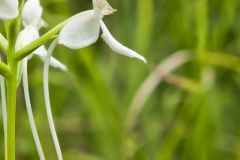 White Fringeless Orchid, Platanthera integrilabia
