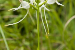 White Fringeless Orchid, Platanthera integrilabia