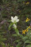 White Gentian, Gentiana Alba
