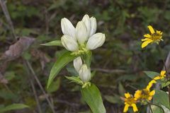 White Gentian