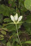 White Gentian, Gentiana Alba