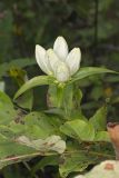 White Gentian, Gentiana Alba
