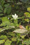 White Gentian, Gentiana Alba