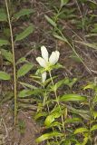 White Gentian, Gentiana Alba