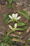 White Gentian, Gentiana Alba