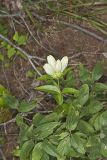 White Gentian, Gentiana Alba