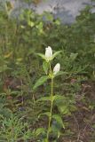 White Gentian, Gentiana Alba