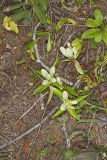 White Gentian, Gentiana Alba