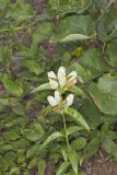 White Gentian, Gentiana Alba
