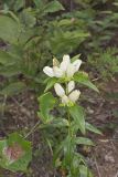 White Gentian, Gentiana Alba