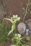 White Gentian, Gentiana Alba