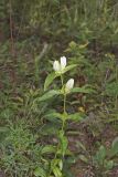 White Gentian, Gentiana Alba