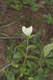 White Gentian, Gentiana Alba