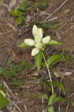 White Gentian, Gentiana Alba