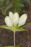 White Gentian, Gentiana Alba