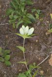 White Gentian, Gentiana Alba