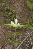 White Gentian, Gentiana Alba