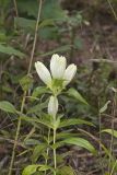 White Gentian, Gentiana Alba