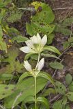 White Gentian, Gentiana Alba