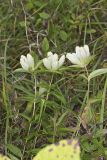 White Gentian, Gentiana Alba