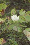 White Gentian, Gentiana Alba
