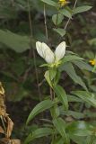White Gentian, Gentiana Alba