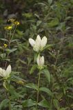 White Gentian, Gentiana Alba
