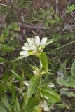 White Gentian, Gentiana Alba