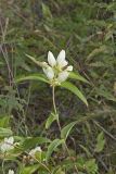 White Gentian, Gentiana Alba