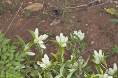 White Gentian, Gentiana Alba