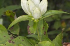 White Gentian, Gentiana Alba