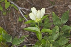 White Gentian, Gentiana Alba