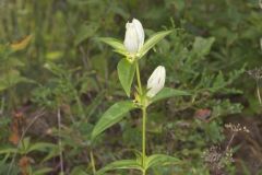 White Gentian, Gentiana Alba