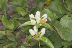 White Gentian, Gentiana Alba