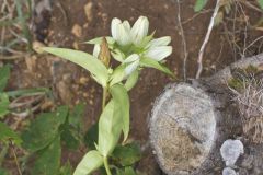 White Gentian, Gentiana Alba