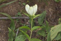 White Gentian, Gentiana Alba