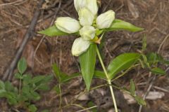 White Gentian, Gentiana Alba