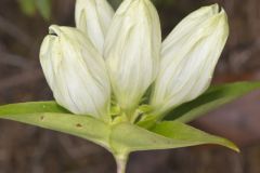 White Gentian, Gentiana Alba