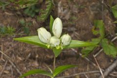 White Gentian, Gentiana Alba