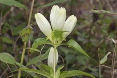 White Gentian, Gentiana Alba