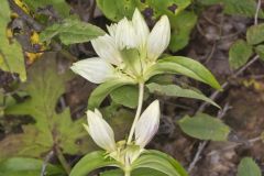 White Gentian, Gentiana Alba