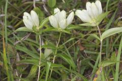 White Gentian, Gentiana Alba