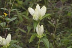 White Gentian, Gentiana Alba White Gentian, Gentiana Alba