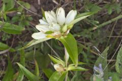 White Gentian, Gentiana Alba White Gentian, Gentiana Alba
